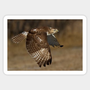 Red-tailed Hawk in Flight Sticker